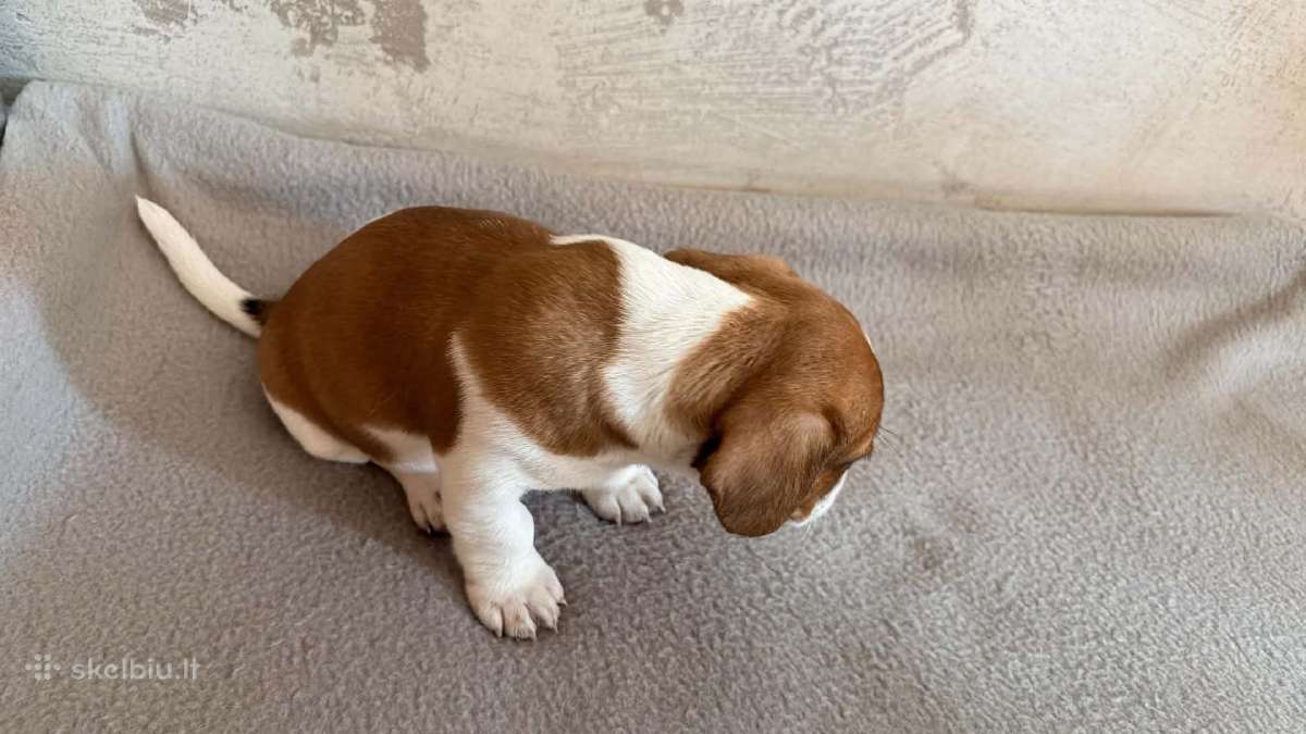 Jack Russell terjero šuniukai - nuotraukos Nr. 10