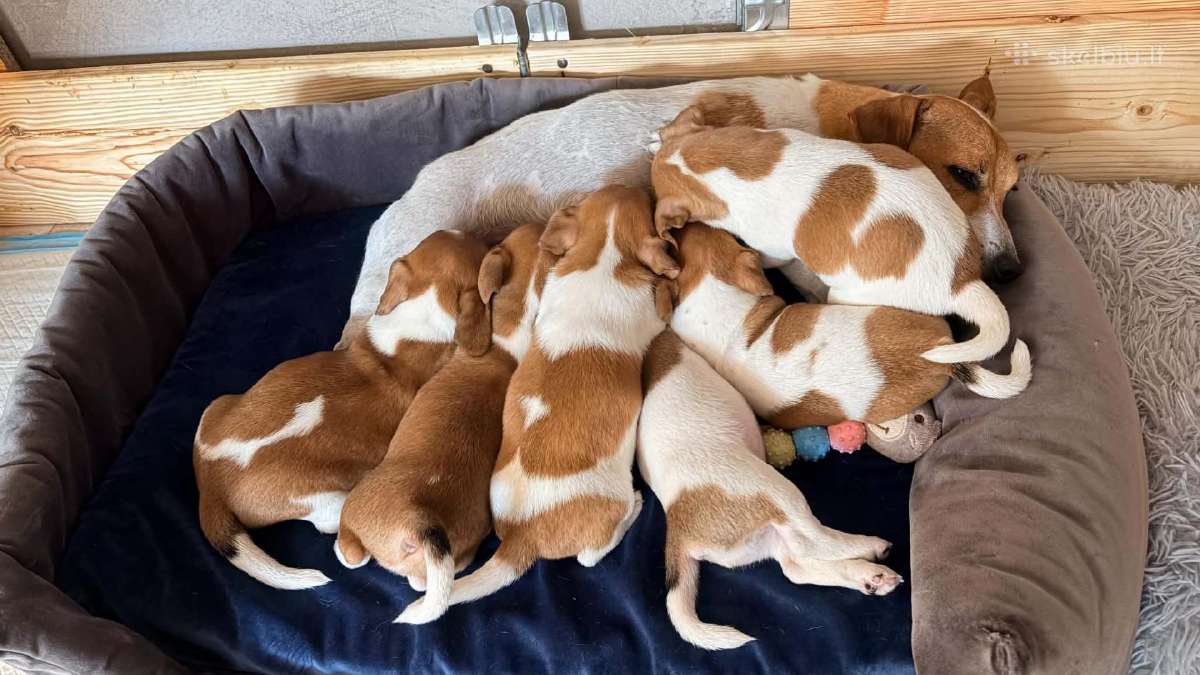 Jack Russell terjero dvi kalytės - nuotraukos Nr. 2