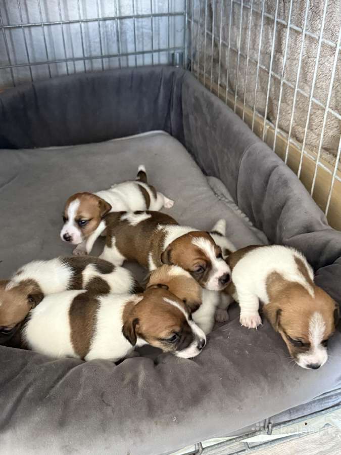 Jack Russell terjero šuniukai - nuotraukos Nr. 12