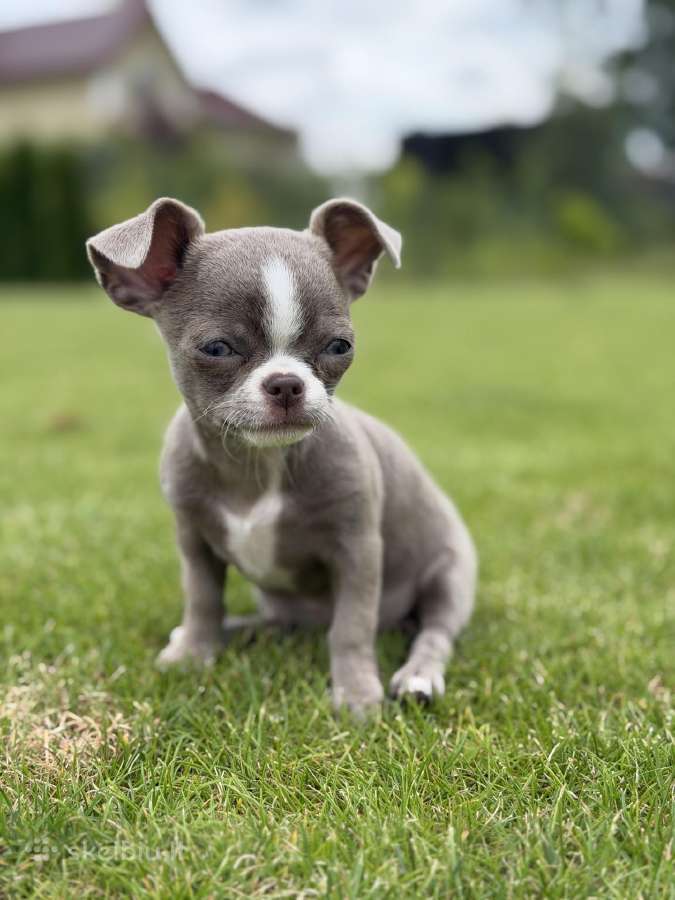 Chihuahua šuniukai - nuotraukos Nr. 2