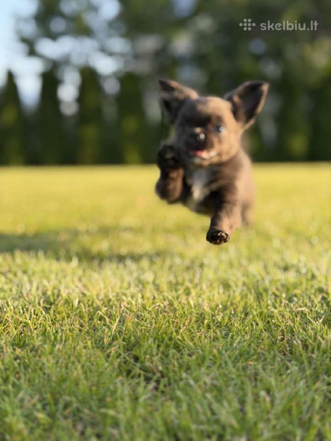 Chihuahua šuniukai - nuotraukos Nr. 6