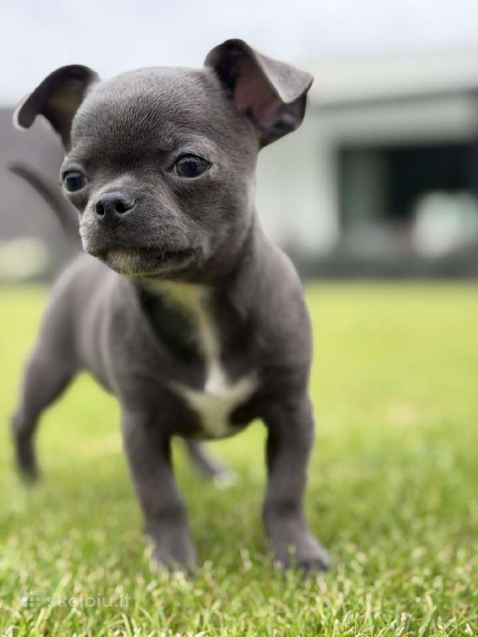 Chihuahua šuniukai - nuotraukos Nr. 7