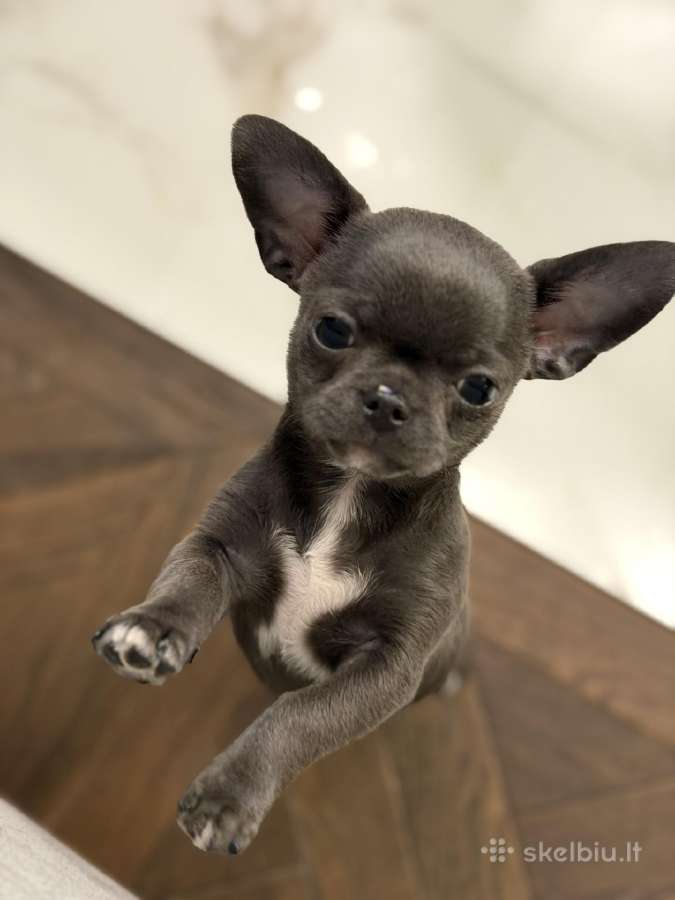 Chihuahua šuniukai - nuotraukos Nr. 9
