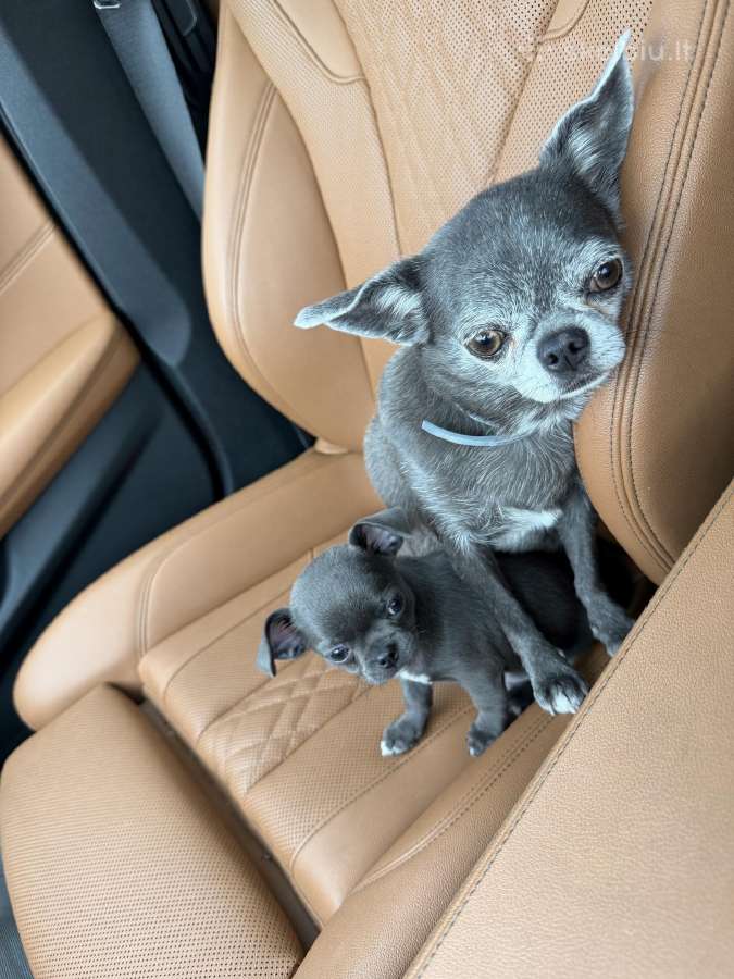 Chihuahua šuniukai - nuotraukos Nr. 12