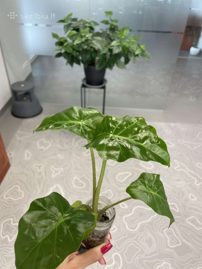 Alocasia Portodora - nuotraukos Nr. 2