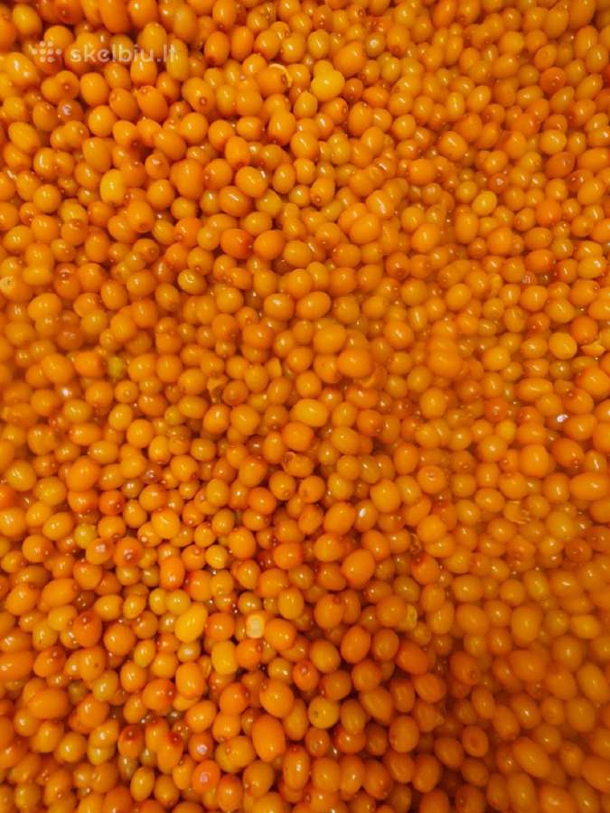 Parduodame A Klasės Šaltalankius nuo 750kg - nuotraukos Nr. 6