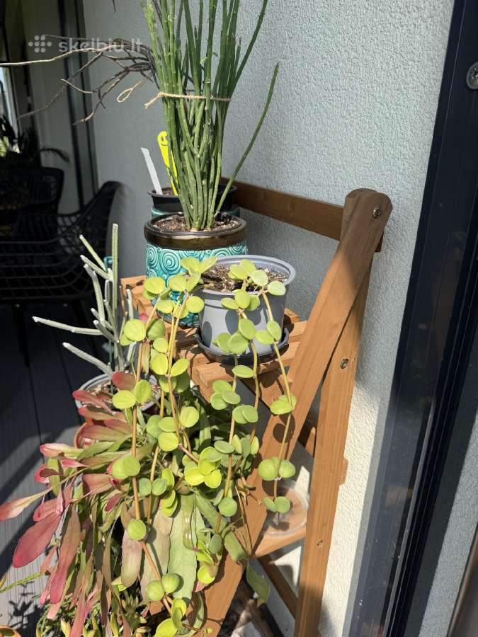 Peperomia Hope - nuotraukos Nr. 4