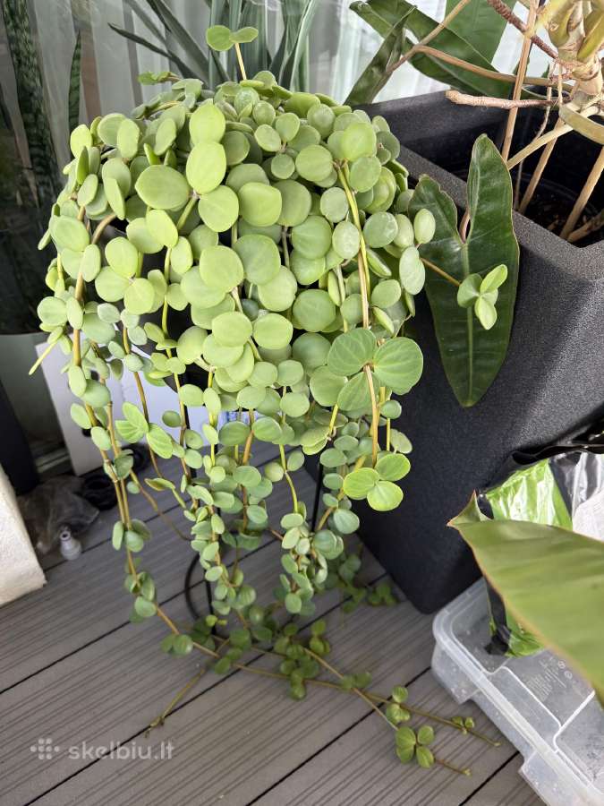 Peperomia Hope - nuotraukos Nr. 5