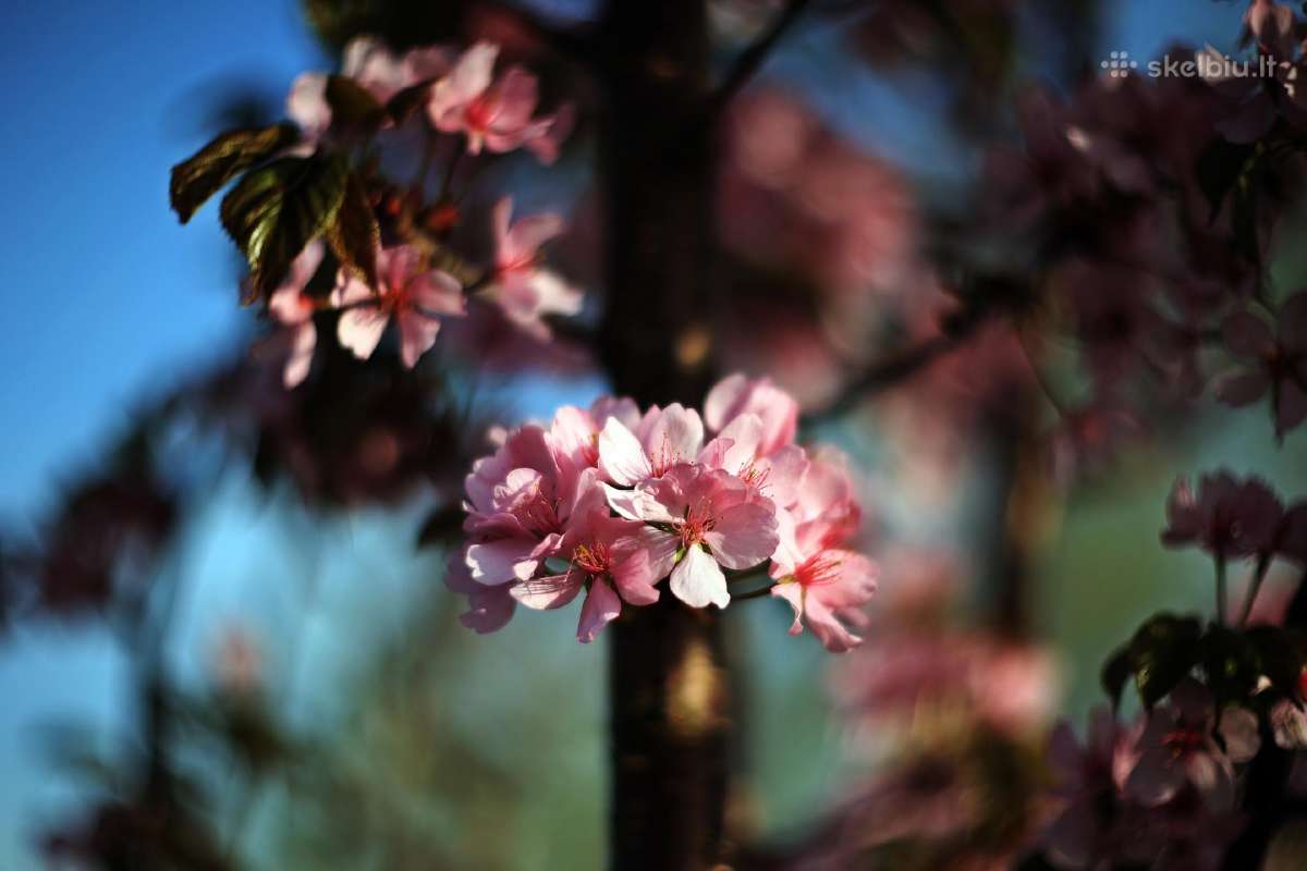 Walimexpro 85mm/1:1,4 Aspherical If,for Canon Ef - nuotraukos Nr. 8