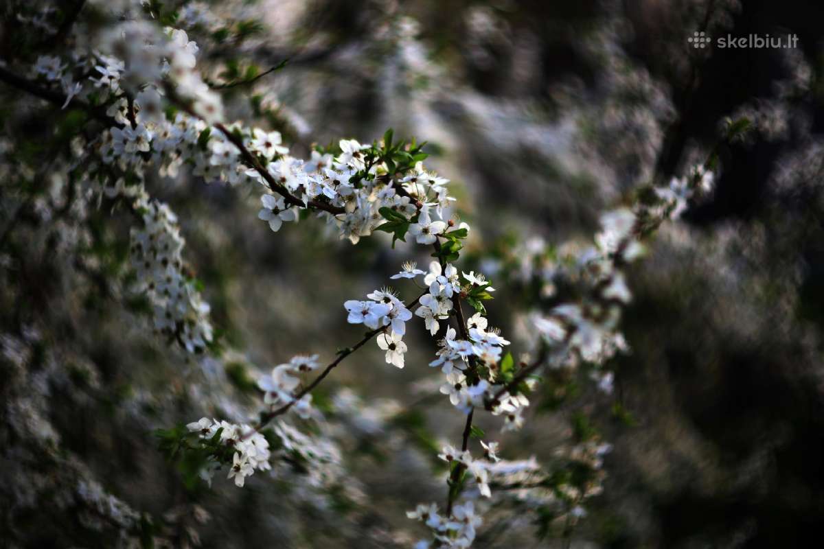 Walimexpro 85mm/1:1,4 Aspherical If,for Canon Ef - nuotraukos Nr. 9
