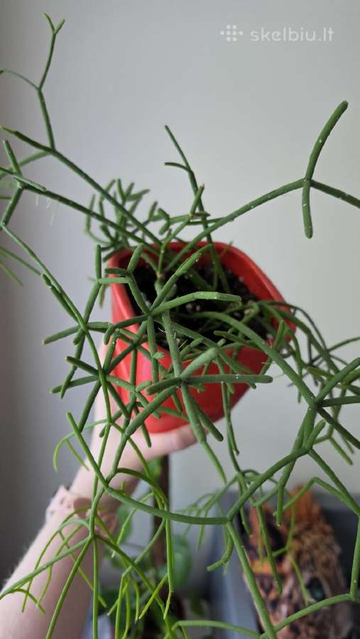 Rhipsalis - nuotraukos Nr. 2
