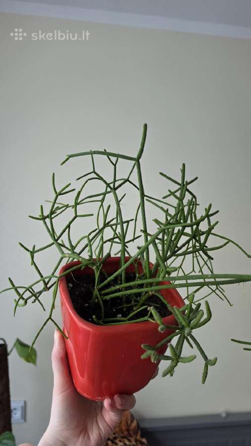 Rhipsalis - nuotraukos Nr. 3
