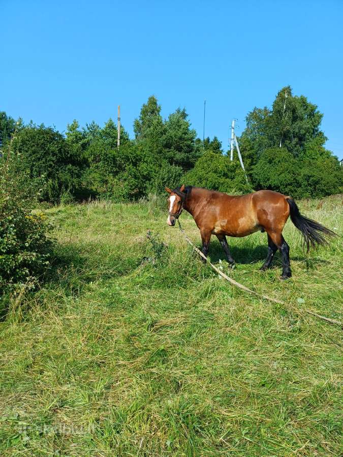 Parduodu - nuotraukos Nr. 3