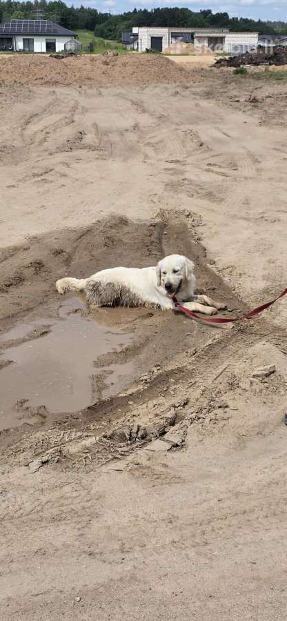 Golden retriever young dog - nuotraukos Nr. 2