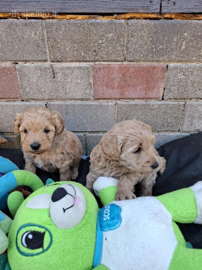 Westiepoo šuniukai - nuotraukos Nr. 3