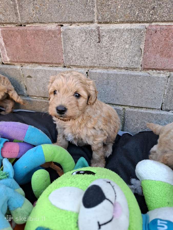 Westiepoo šuniukai - nuotraukos Nr. 5