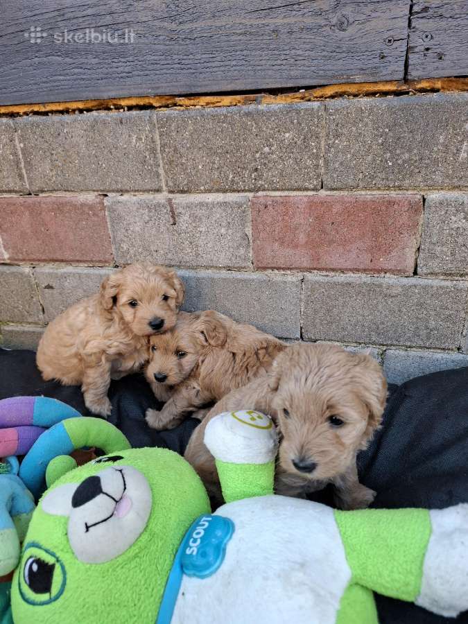 Westiepoo šuniukai - nuotraukos Nr. 2
