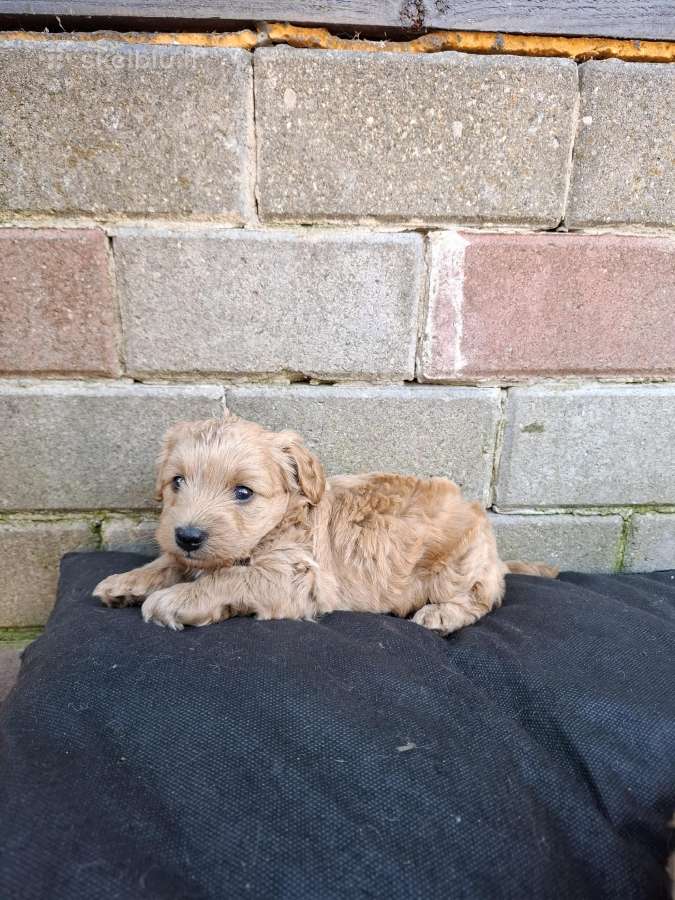 Westiepoo šuniukai - nuotraukos Nr. 7
