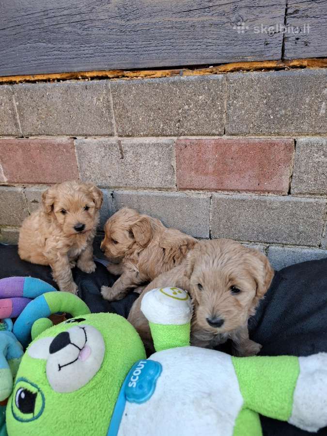 Westiepoo šuniukai - nuotraukos Nr. 6