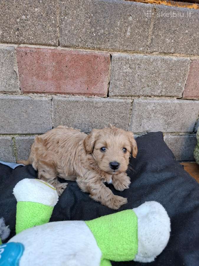 Westiepoo šuniukai - nuotraukos Nr. 4