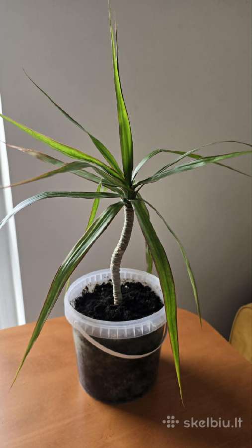 Kambarine gėlė Kraštuotoji dracena - nuotraukos Nr. 2
