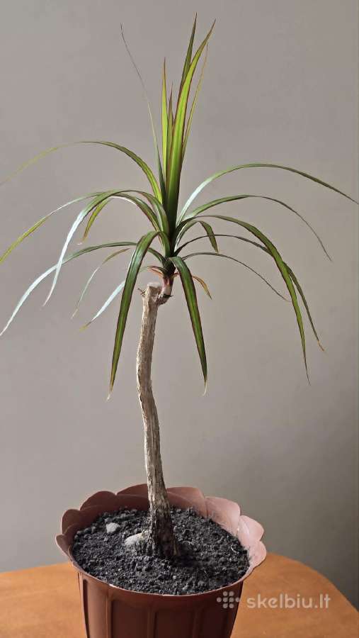 Kambarine gėlė Kraštuotoji dracena - nuotraukos Nr. 3