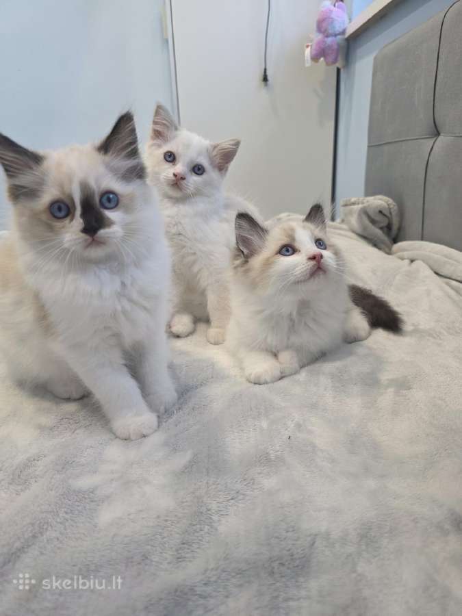 Kilmingi Ragdoll kačiukai - nuotraukos Nr. 2