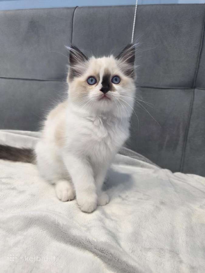 Kilmingi Ragdoll kačiukai - nuotraukos Nr. 3