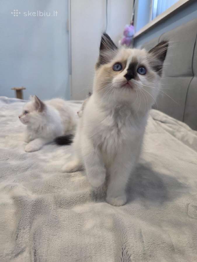 Kilmingi Ragdoll kačiukai - nuotraukos Nr. 4