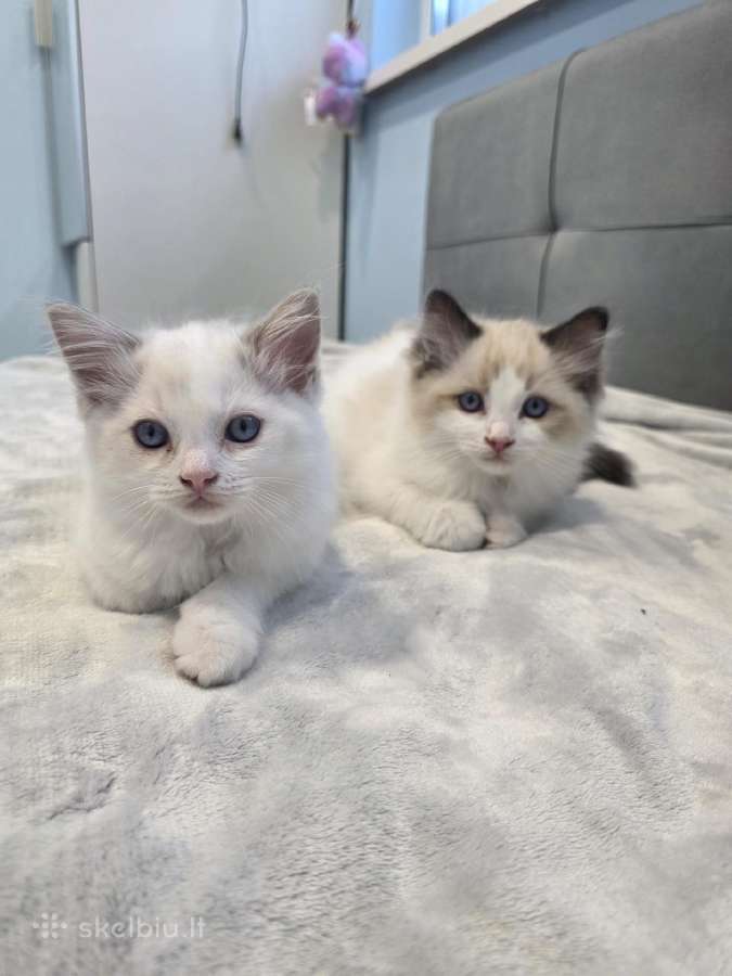 Kilmingi Ragdoll kačiukai - nuotraukos Nr. 5