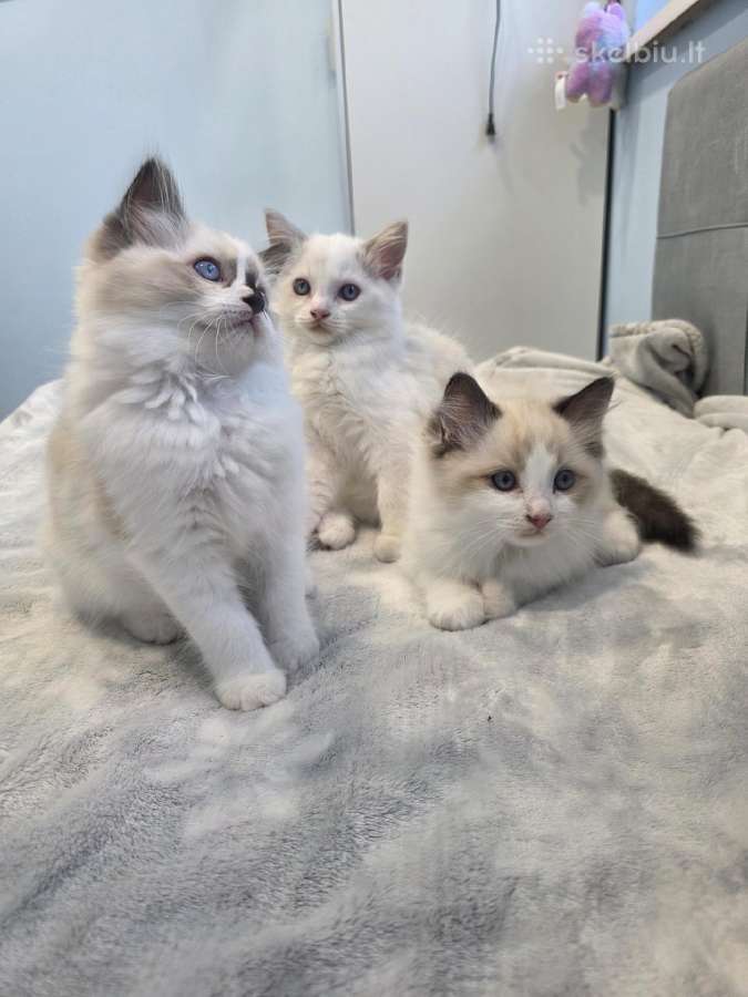 Kilmingi Ragdoll kačiukai - nuotraukos Nr. 7