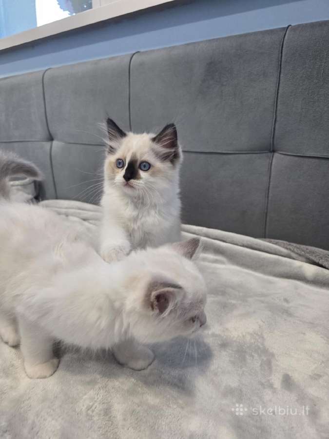 Kilmingi Ragdoll kačiukai - nuotraukos Nr. 8