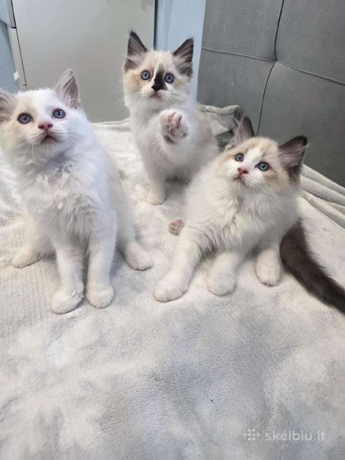 Kilmingi Ragdoll kačiukai - nuotraukos Nr. 6
