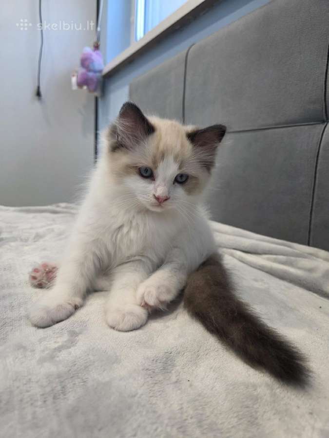 Kilmingi Ragdoll kačiukai - nuotraukos Nr. 7