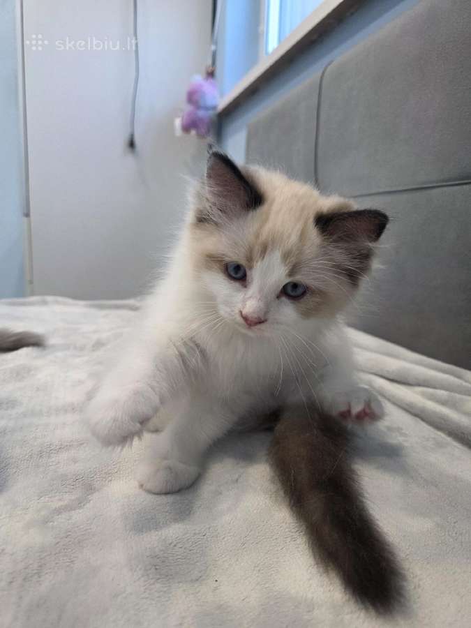Kilmingi Ragdoll kačiukai - nuotraukos Nr. 9