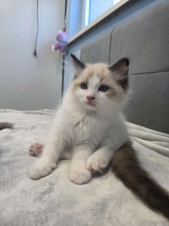 Kilmingi Ragdoll kačiukai - nuotraukos Nr. 10