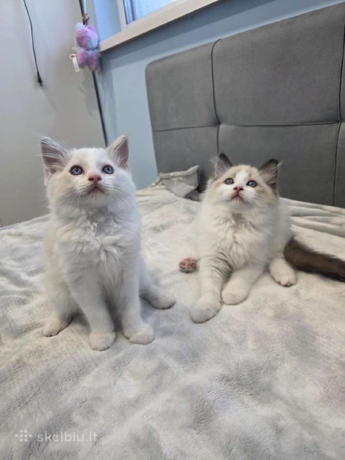 Kilmingi Ragdoll kačiukai - nuotraukos Nr. 11