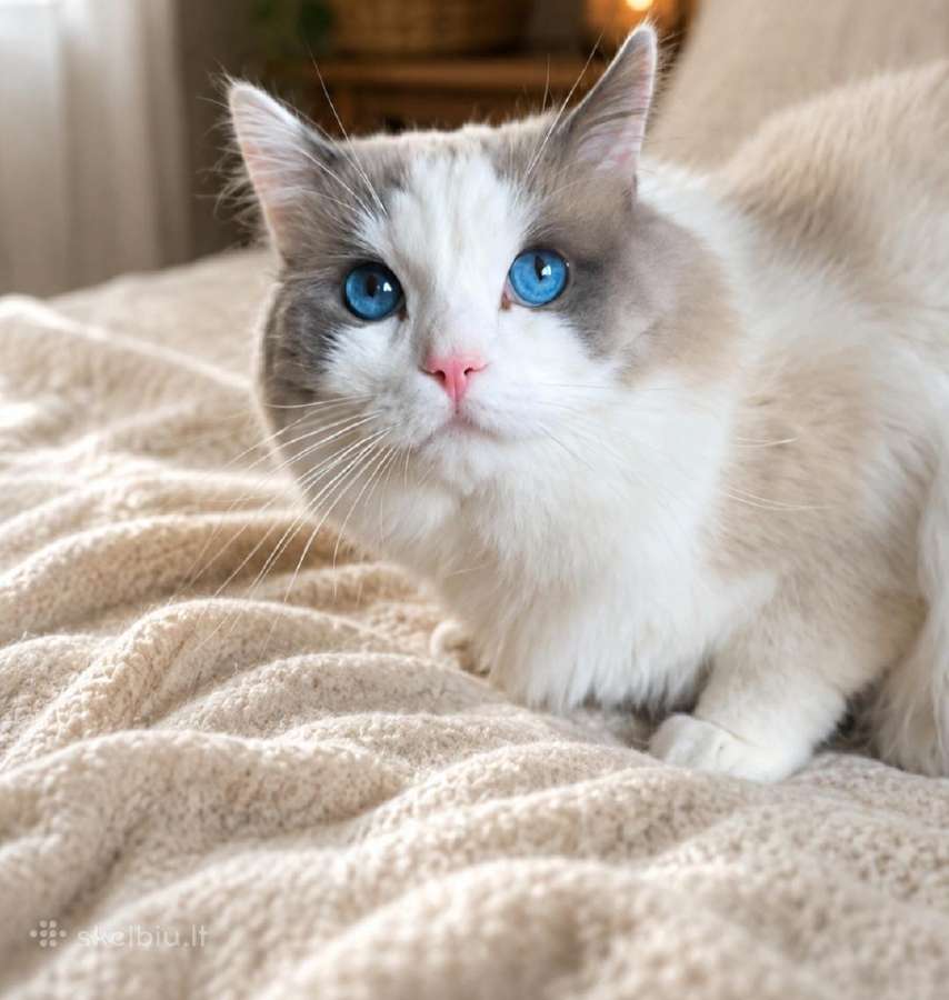 Kilmingi Ragdoll kačiukai - nuotraukos Nr. 22