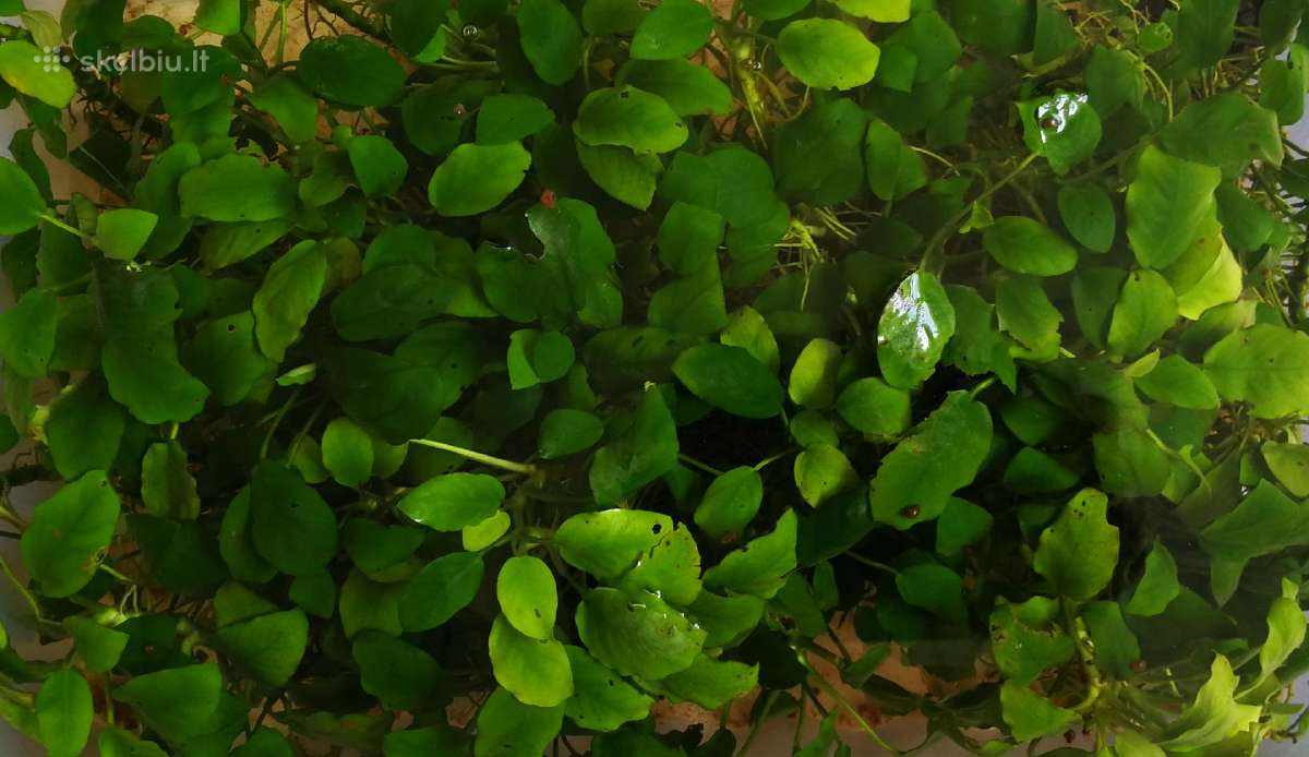 Akvariumo augalai „anubias“ - nuotraukos Nr. 2