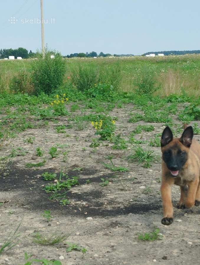 Parduodami belgų malinua šuniukai - nuotraukos Nr. 10
