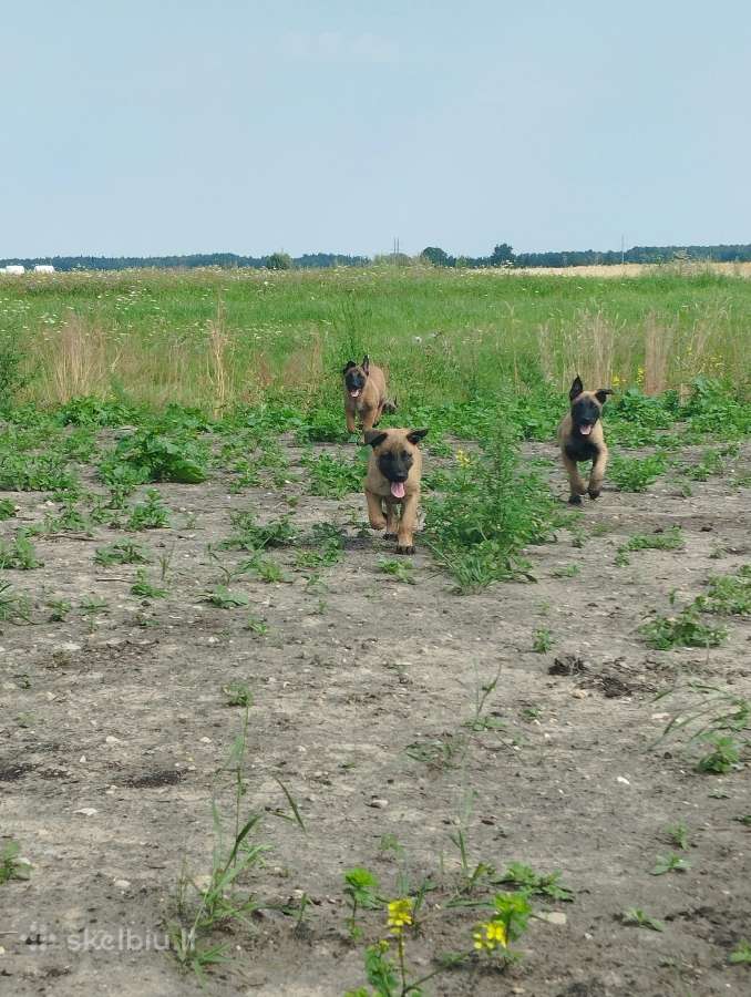 Parduodami belgų malinua šuniukai - nuotraukos Nr. 17