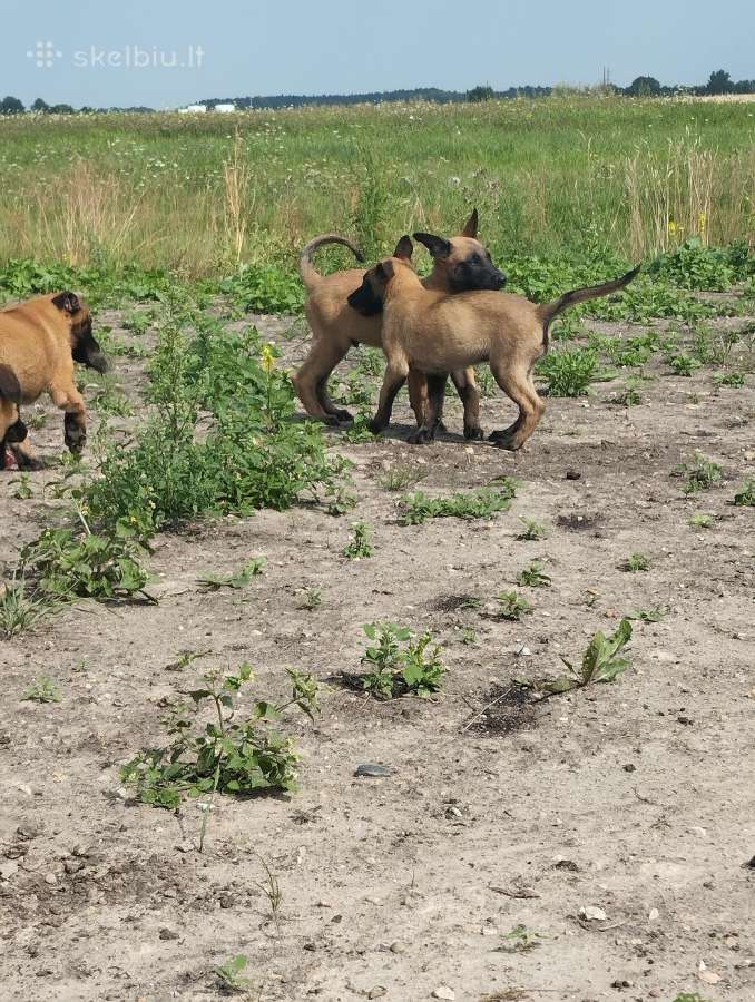 Parduodami belgų malinua šuniukai - nuotraukos Nr. 16