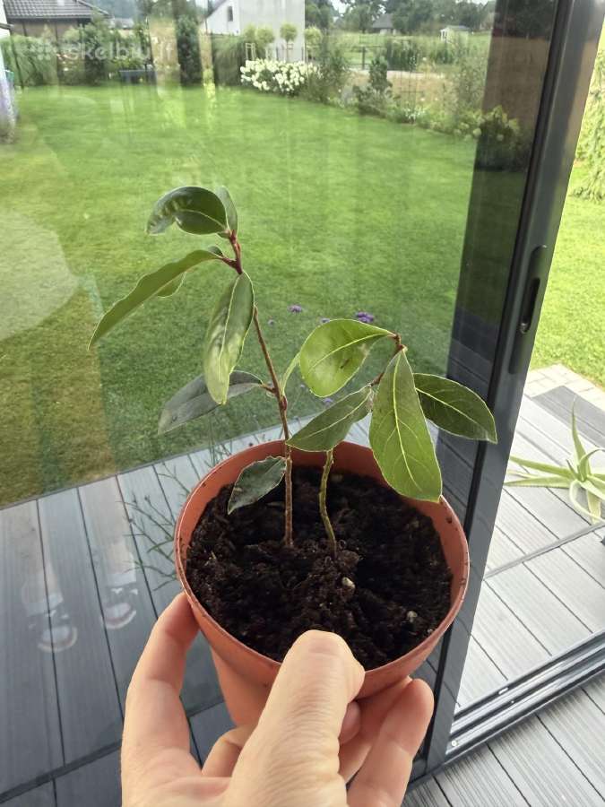 Mini augaliukai - nuotraukos Nr. 8