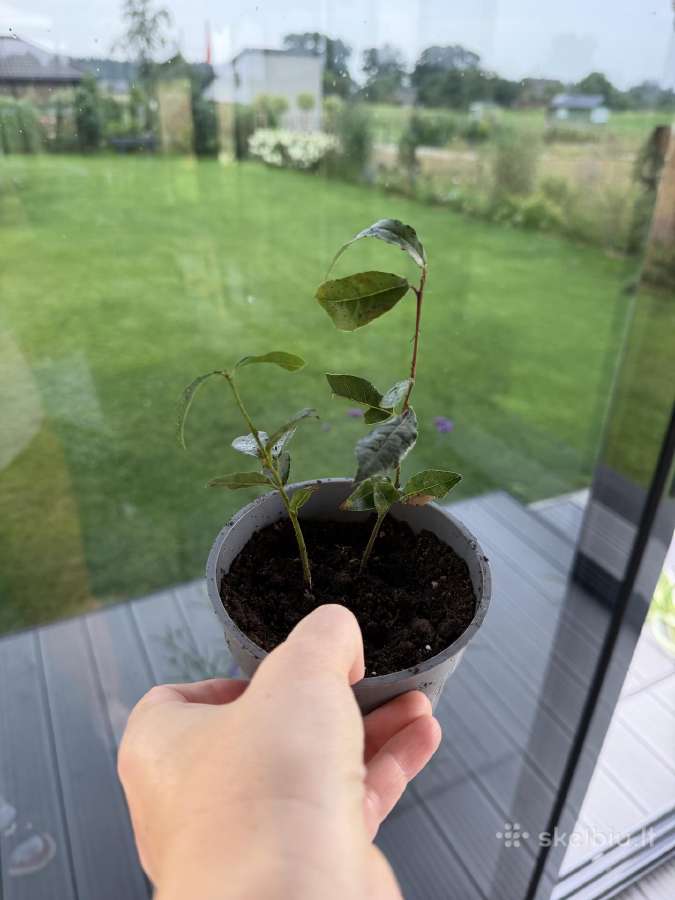 Mini augaliukai - nuotraukos Nr. 9