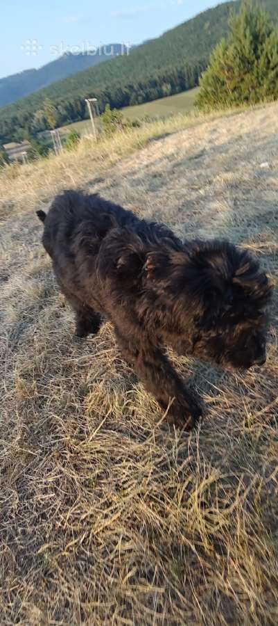 Bernedoodle 4men. - nuotraukos Nr. 3