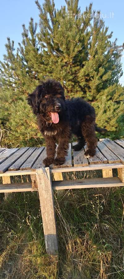 Bernedoodle 4men. - nuotraukos Nr. 5