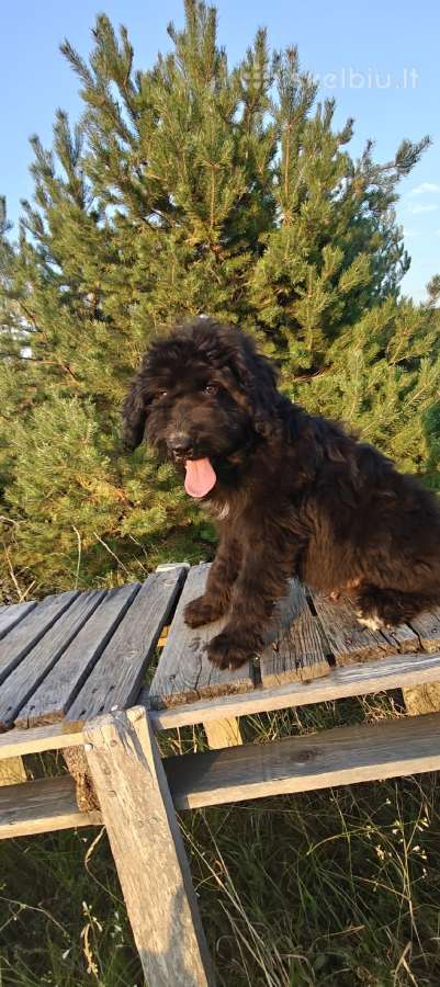 Bernedoodle 4men. - nuotraukos Nr. 2
