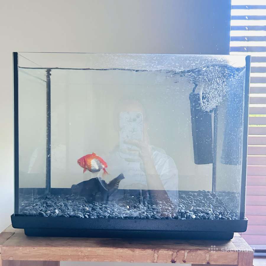 Akvariumas 45l ir dvi žuvytės - nuotraukos Nr. 2