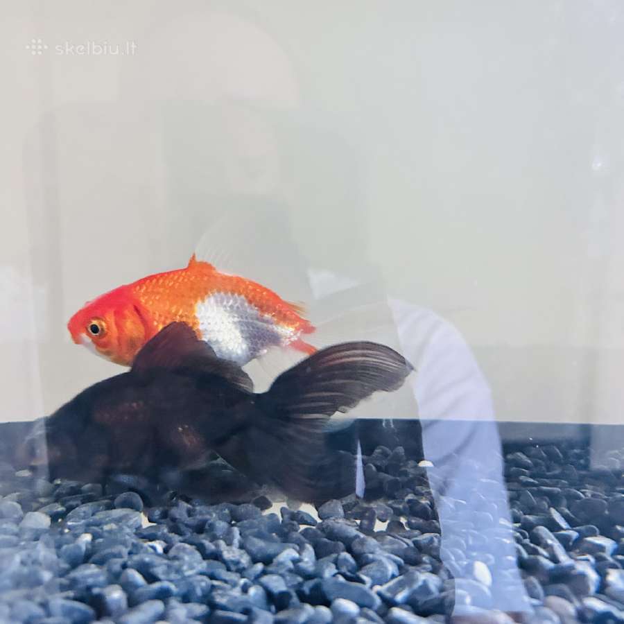 Akvariumas 45l ir dvi žuvytės - nuotraukos Nr. 3