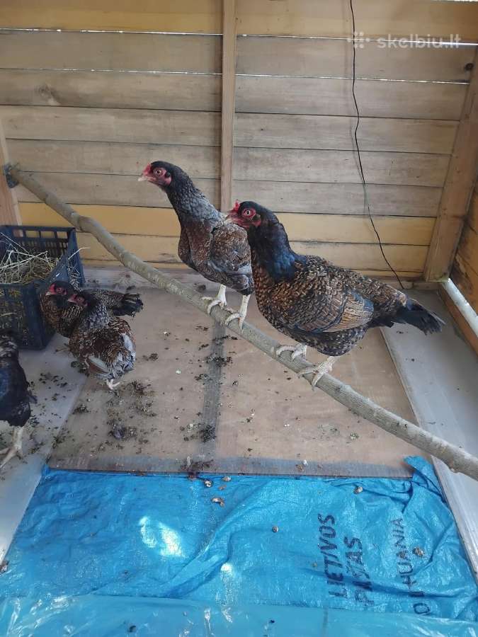 Parduodu juodu australorpu,kornisu juodai krastuot - nuotraukos Nr. 18